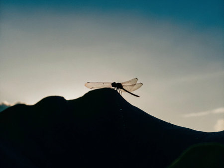 Dragonfly sitting on the top of the mountain in the evening.