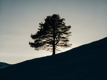 Silhouette of a pine tree on a snowy hill in winter