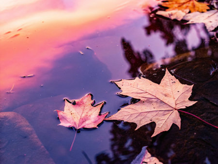 Maple leaves in a puddle of water. Autumn background.の写真素材