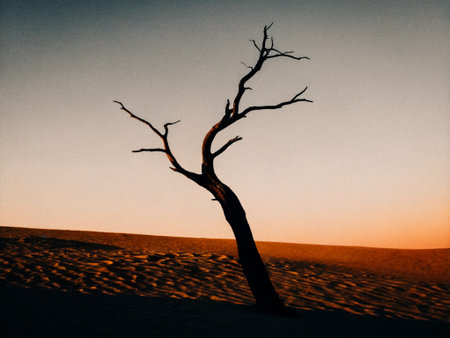Dry tree in the desert at sunset. Deadvlei, Namibiaの写真素材