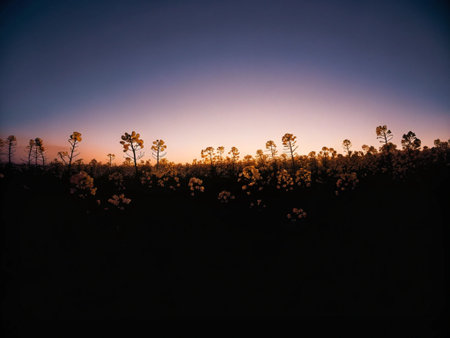 Sunset in the field with flowers in the foreground and silhouettes of trees