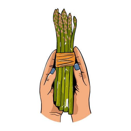 Asparagus cooking concept, top down view on woman hands holding fresh bunch of asparagus isolated on white background. Healthy cooking idea. Vectorのイラスト素材