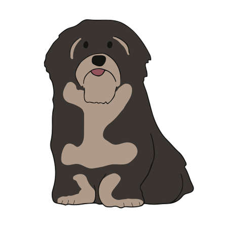 Cute havanese breed. Little young dog is posing. Cute playful doggy or pet sitting and looking happy isolated on white background. Vectorのイラスト素材