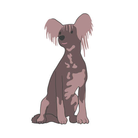 Small doggy breed Chinese cross. A pet with a spotted color. Dog without fur. Colored flat vector illustration isolated on white background.のイラスト素材