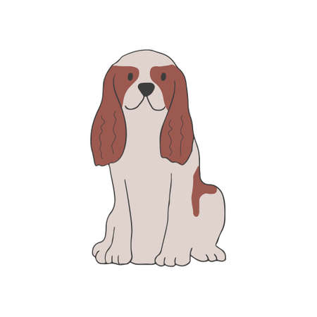 Spaniel breed. Hunting dog. Cute doggy sitting on white background. Realistic purebred domestic dog. Isolated flat vector illustrationのイラスト素材
