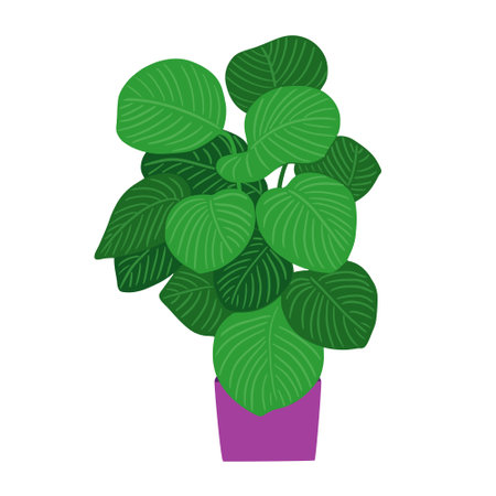 Calathea potted house plant with leaf variegation. Houseplant with bicolor variegated foliage. Natural green home decor. Flat vector illustration isolated on white backgroundのイラスト素材