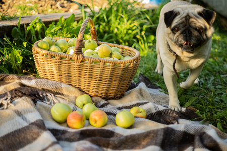 Ripe green apples in a wicker basket on a checkered bedspread top viewの写真素材