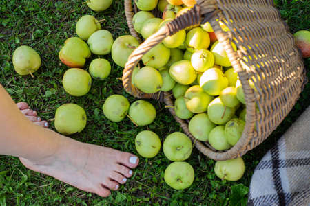 Ripe green apples in a wicker basket on a checkered bedspread top viewの写真素材