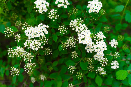 Deciduous ornamental shrub of the Rose family. A hybrid between the Cantonese spiraea and the...