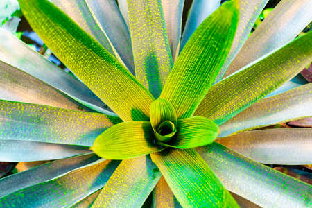 Pineapple bush is a family of monocotyledonous flowering plants, in the order Grasses. Vegetable green background. Space for your text.の写真素材
