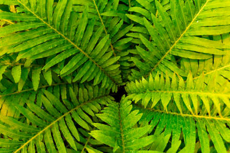 Giant fern with water drops the core of the plant. Vegetable green background. Space for your text.の写真素材