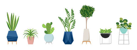 A set of stylish fashionable indoor plants for the house. Isolated on a white background. Dracaena, monstera, boxwood, chlorophytum, spatifilum, ficus benjamin, pineapple, zamiokulkas.のイラスト素材