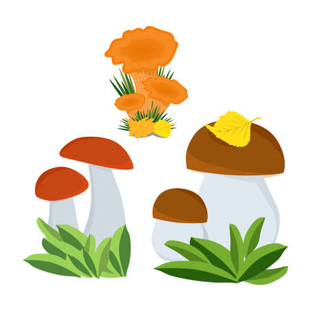 A set of autumn mushrooms. Chanterelles, white mushroom, red mushroom. Applicable for printing, posters, postcards, websites. Vector illustration.のイラスト素材