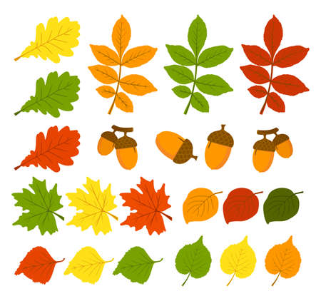 A set of autumn leaves and acorns on an autumn theme. The leaves are oak, birch, aspen, maple. Space for copying. Applicable for printing, posters, postcards, websites. Vector illustration.のイラスト素材