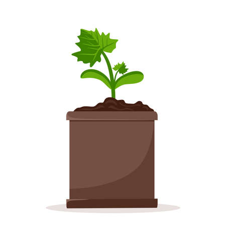 Seedlings of cucumber plants in pots. Cultivation of garden plants. Plant care. Vector illustration in a flat style.のイラスト素材