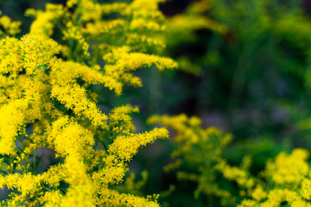Goldenrod of the Asteraceae Mimosa family copy space. Vegetable background macro texture Photo of good qualityの写真素材