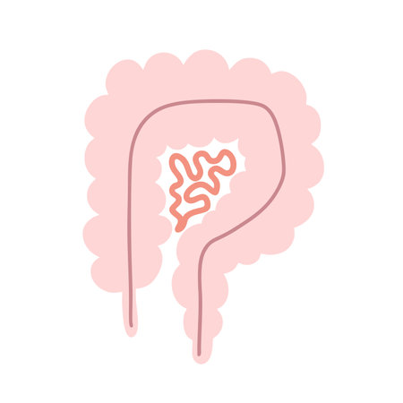 The human intestine. gastroenterologist. Vector illustration in a flatのイラスト素材