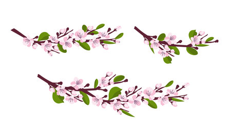 Cherry blossom. A set of branches with cherry blossoms isolated on a white background. Japanese sakura. Vector illustrationのイラスト素材