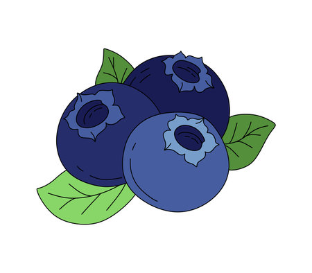 Blueberry doodle Vector color illustration isolated on a whiteのイラスト素材