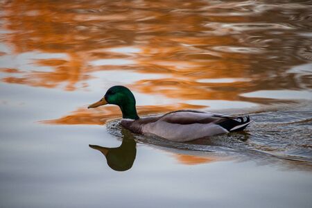 The duck swims at sunset and leaves a reflection and waves on the waterの写真素材