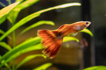 Siamese fighting fish (Betta splendens) in aquarium
