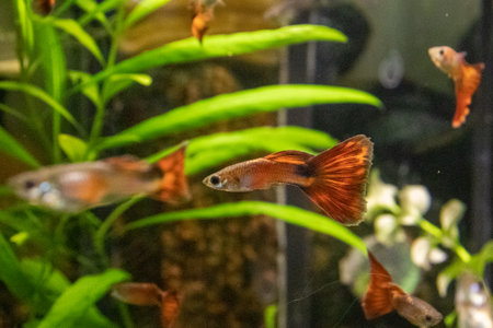 Siamese fighting fish (Betta splendens) in aquariumの写真素材