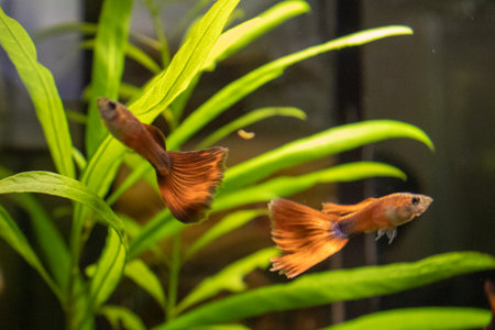 Siamese fighting fish in the aquarium,Betta splendensの写真素材