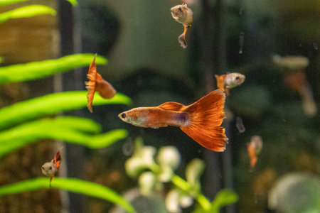 Siamese fighting fish (Betta splendens) in aquariumの写真素材