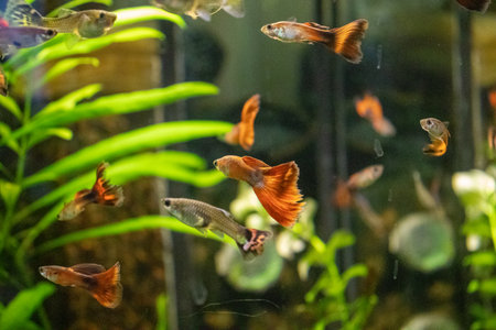 Siamese fighting fish (Betta splendens) in aquariumの写真素材