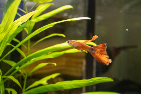 Siamese fighting fish (Betta splendens) in aquariumの写真素材