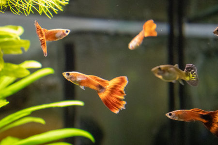 Siamese fighting fish (Betta splendens) in aquariumの写真素材