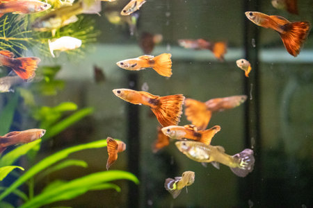 golden betta fish in the aquarium, closeup of photoの写真素材