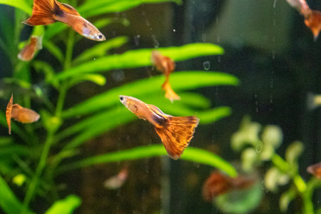 fish in the aquarium, closeup of photo.の写真素材