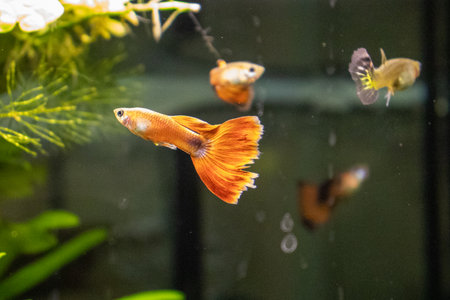 Siamese fighting fish in the aquarium, Betta splendensの写真素材
