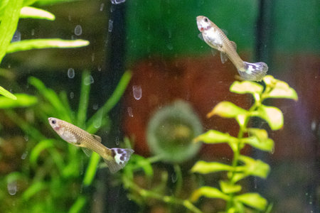 Siamese fighting fish in a small aquarium. Aquarium fish.の写真素材