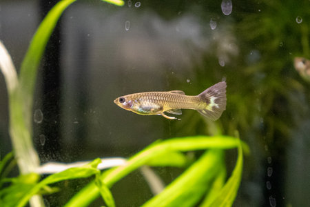 golden tetra fish in the aquarium with water and green plantsの写真素材