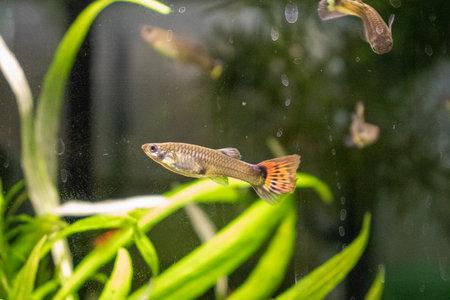 A close-up shot of a male guppy fish with a vibrant tail swimming gracefully in a lush aquarium. The background features aquatic plants and bubbles, creating a serene underwater environment. This image captures the beauty and diversity of aquarium fish.の写真素材