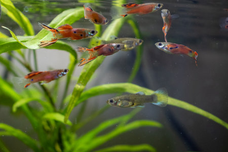 Guppy Fish with Orange Fins Underwater Aquariumの写真素材