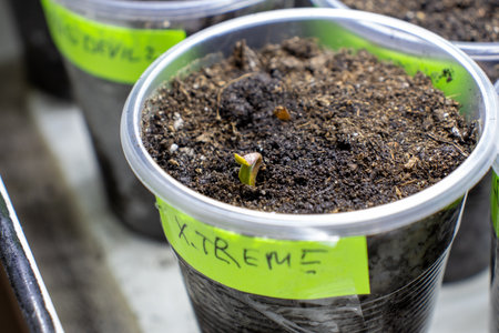 Cannabis Seedling Emergence in Plastic Container