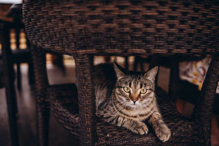 tabby cat looks at the camera with green eyesの写真素材