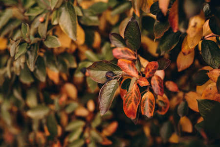red and yellow leaves. Natureの写真素材