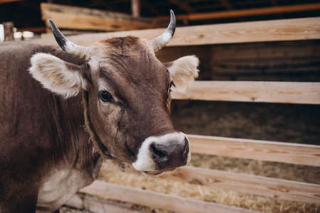 cow in the farm. Natureの写真素材