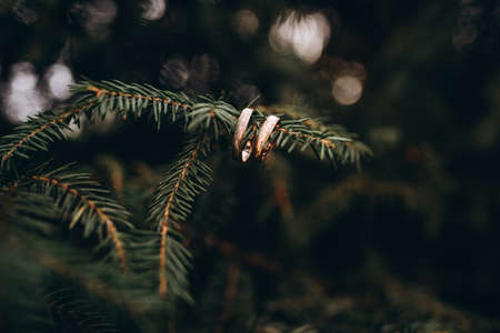 Wedding rings on a tree branch. Loveの写真素材