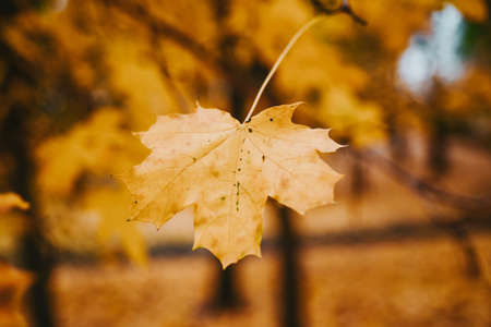 autumn leaves in the park. Natureの写真素材