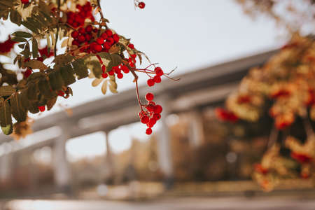 Rowan branch. Autumn landscapeの写真素材