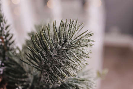christmas decorations. christmas green treeの写真素材