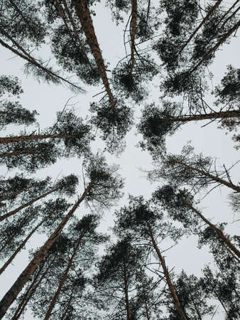 natural park in winter. snowの写真素材