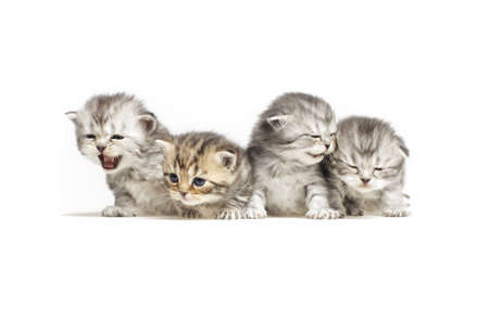 Four little scottish kitten
