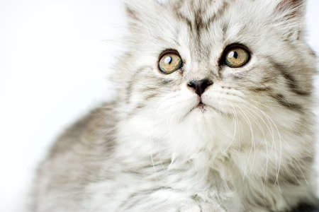 Little kittenの写真素材