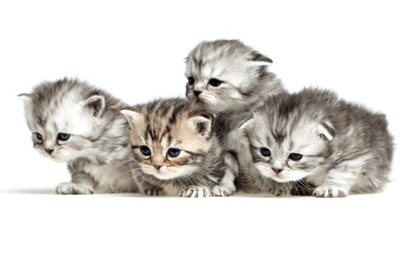 Four little kittenの写真素材
